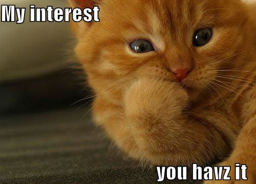 interested-cat