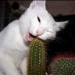 stupid cat